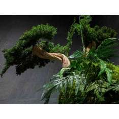 Roślina stabilizowana Greenarea AVATAR