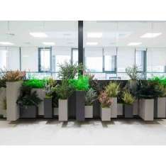 Rośliny stabilizowane Greenarea CUSTOM PLANTERS