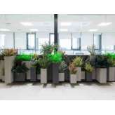 Rośliny stabilizowane Greenarea CUSTOM PLANTERS