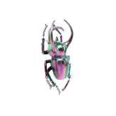 Dekoracje ścienne z żywicy Kare Design ATLAS BEETLE RAINBOW