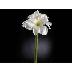 Sztuczna roślina VGnewtrend AMARYLLIS REAL TOUCH