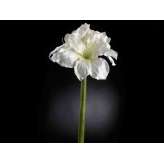 Sztuczna roślina VGnewtrend AMARYLLIS REAL TOUCH