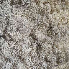 StoneslikeStones Islandmoos weiss