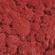 StoneslikeStones Islandmoos rot