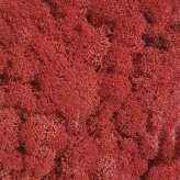 StoneslikeStones Islandmoos rot
