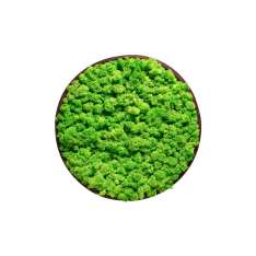Ekomoss Round Moss Pictures | Moss Picture With Reindeer Moss 50 cm