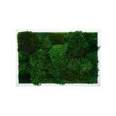 Ekomoss Rectangular Moss Picture | Moss Picture With Provence Moss 40X40