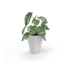 Derlot Kono, Planter