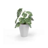 Derlot Kono, Planter