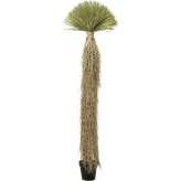KARE roślina dekoracyjna YUCCA ROSTRATA 240 cm