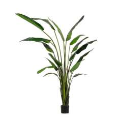 BIZZOTTO roślina dekoracyjna STRELICJA